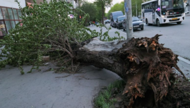 Дерево упало на 7 летнего мальчика, его жизнь спасти не удалось