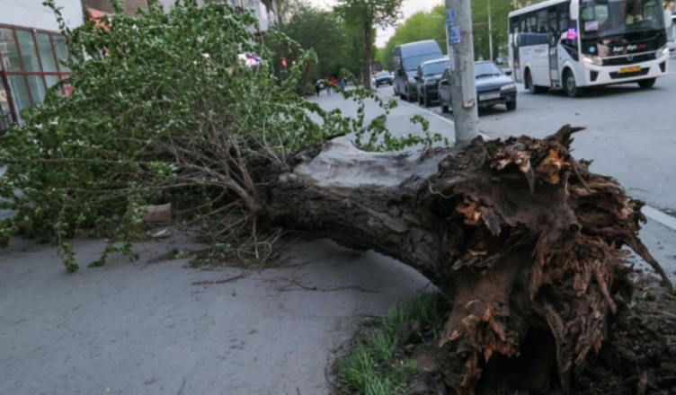 Дерево упало на 7 летнего мальчика, его жизнь спасти не удалось