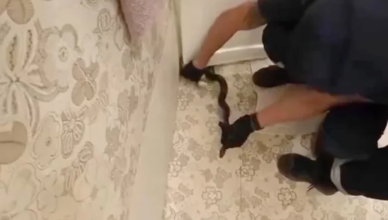 Змея