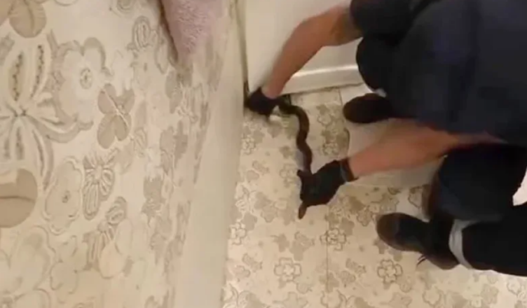 Змея